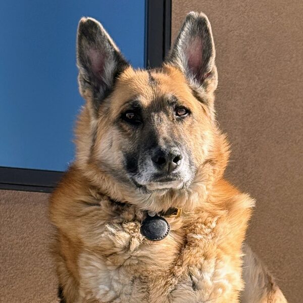 Toto, the real German shepherd who inspired Bruce